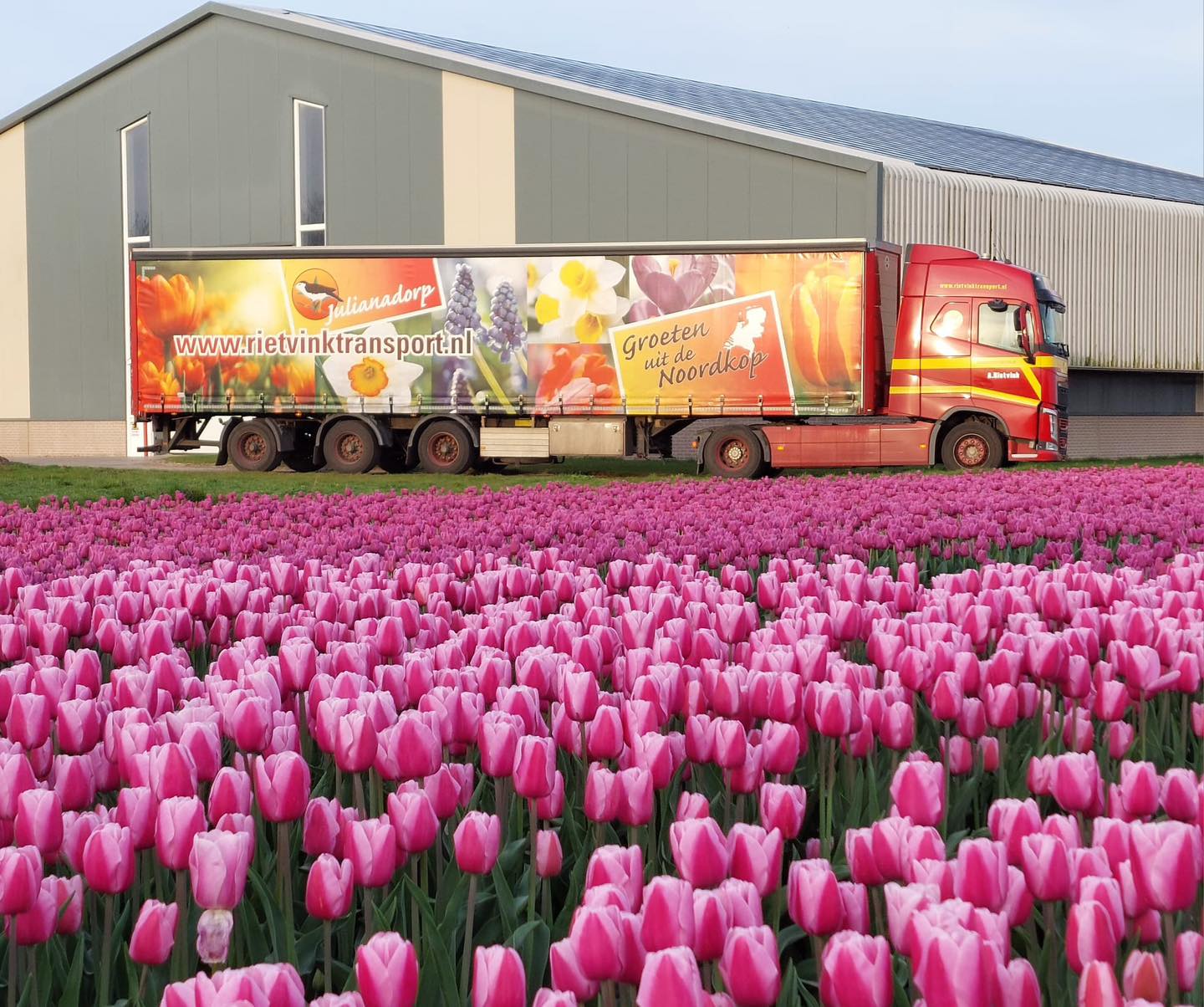 Rietvink-transport-julianadorp-bloembollentransport (11)